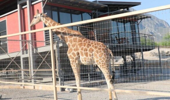 Abre el primer hotel con animales exóticos de Latinoamérica