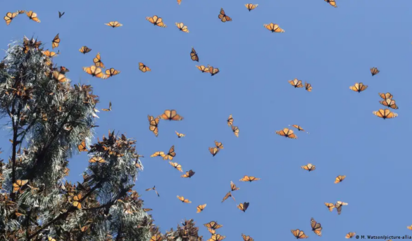 México reforesta la principal reserva de la mariposa monarca