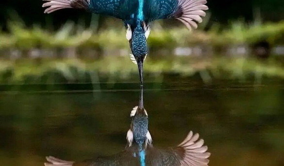 ¡La forma en que las plumas brillan en la luz y el reflejo es tan elegante!