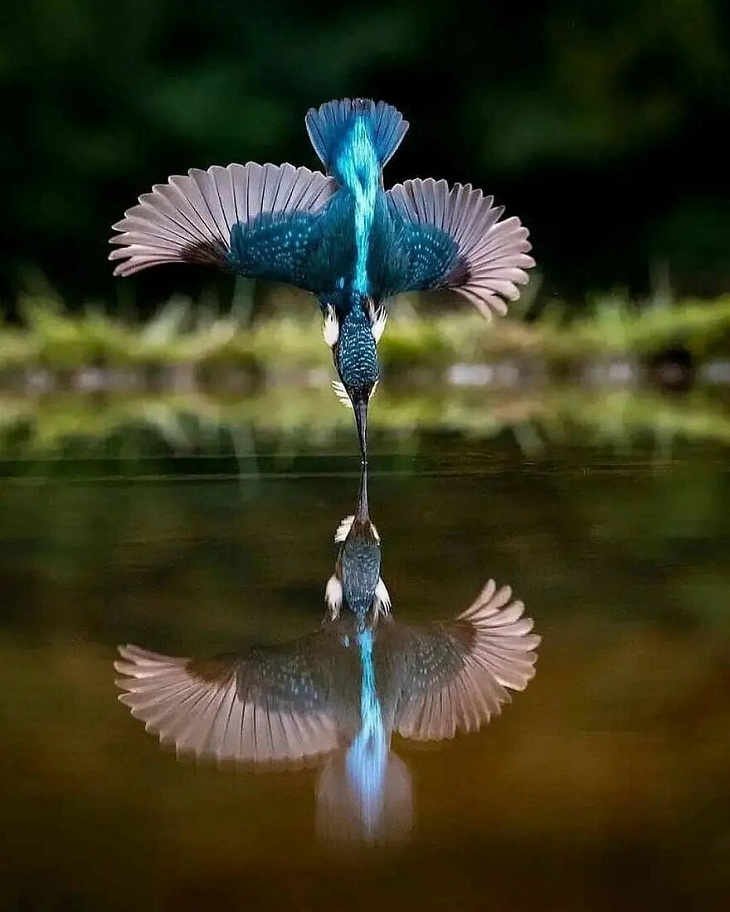 ¡La forma en que las plumas brillan en la luz y el reflejo es tan elegante!
