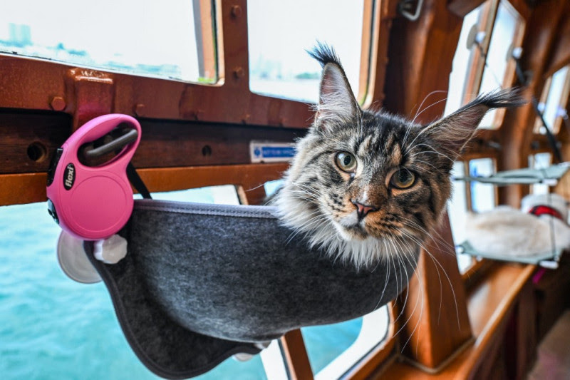 Los gatos de lujo se van de crucero en Singapur