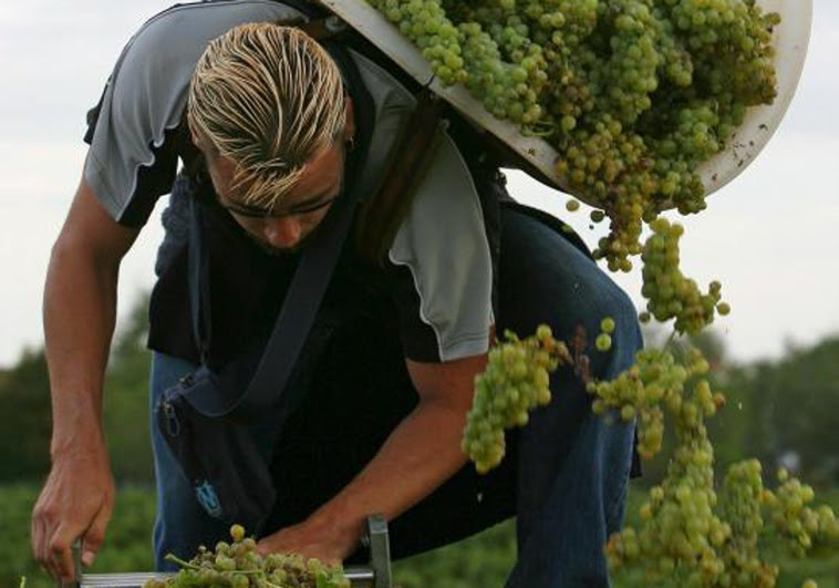 Francia invierte 200 millones de euros en destruir vino para sostener su precio