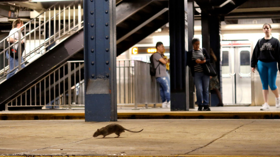 USA: en Nueva York el “turismo de ratas” es la nueva tendencia
