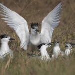 Aves playeras, indicadoras del buen estado de entornos costeros