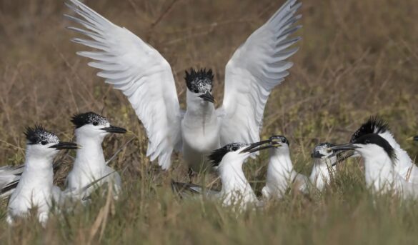 Aves playeras, indicadoras del buen estado de entornos costeros