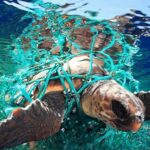 Medio Ambiente y sector turístico acuerdan proteger tortugas el este