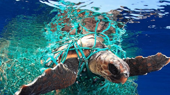 Medio Ambiente y sector turístico acuerdan proteger tortugas el este