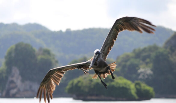 10 destinos en los que brilla la fauna dominicana