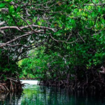 Promoverán atractivo ecológico y cultural de manglares Montecristi