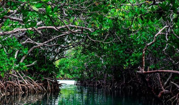 Promoverán atractivo ecológico y cultural de manglares Montecristi