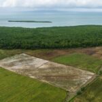 La muerte lenta del manglar en La Gina