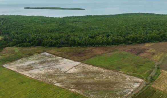 La muerte lenta del manglar en La Gina