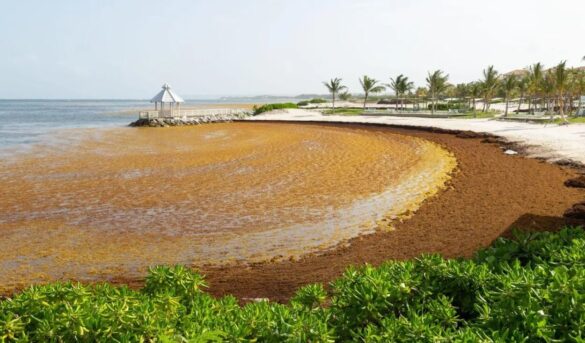 “Kostas”, proyecto que busca mitigar el sargazo en RD