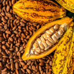 Festival del Cacao llega por primera vez a la provincia Duarte