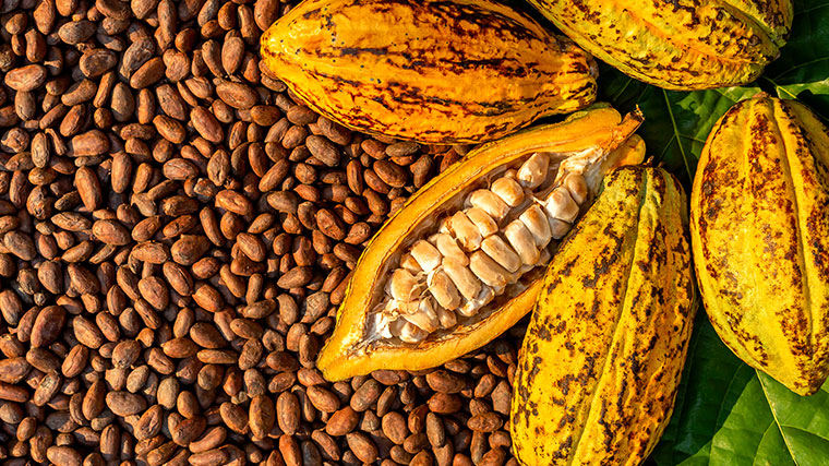 Festival del Cacao llega por primera vez a la provincia Duarte