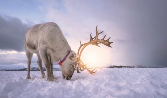 Catai iniciará su programación exclusiva a Laponia el 2 de diciembre