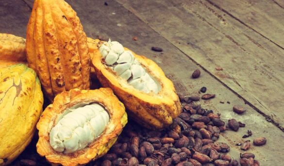 Cacao de República Dominicana atrae en el exterior por su sabor, aroma y calidad