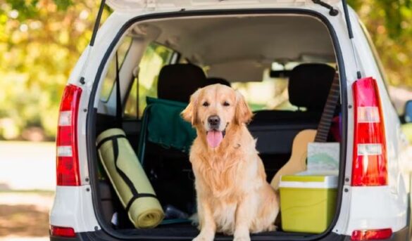 ¿Quiere viajar con su mascota? Tres consejos clave para tener un trayecto seguro