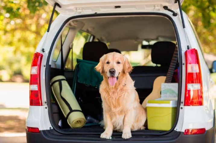 ¿Quiere viajar con su mascota? Tres consejos clave para tener un trayecto seguro