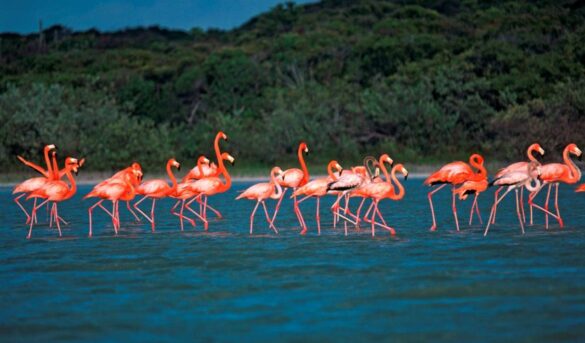 Laguna de Oviedo un mundo marino esperando por ti ¡Descubre!
