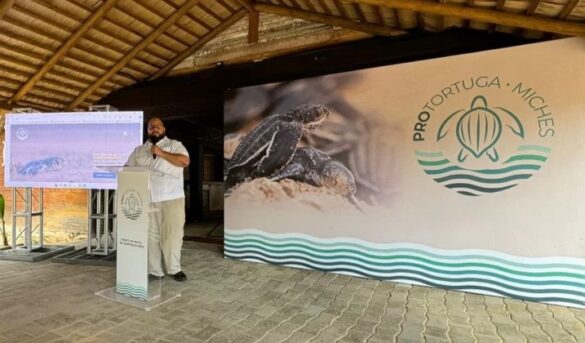 Inicia la temporada de anidación de tortugas marinas 2024 en Miches