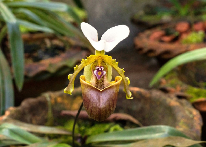 ‘El rincón de las orquídeas’