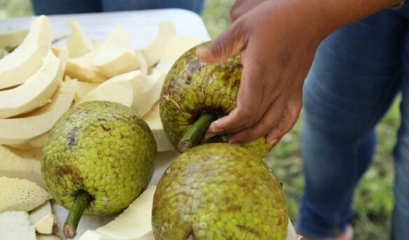 JAD presenta tercera Feria Internacional de la Castaña de Masa