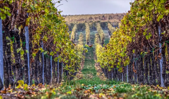 Anuncian I Cumbre Global de Enoturismo Responsable. FIPETUR es Media Partner