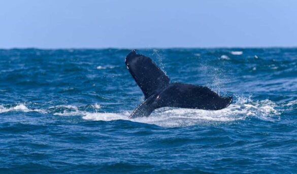 Avistamiento de ballenas en Samaná, un espectáculo natural que no te puedes perder