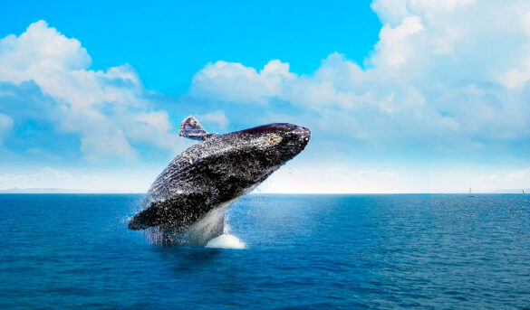 Samaná, hospedaje de reproducción de las ballenas jorobadas