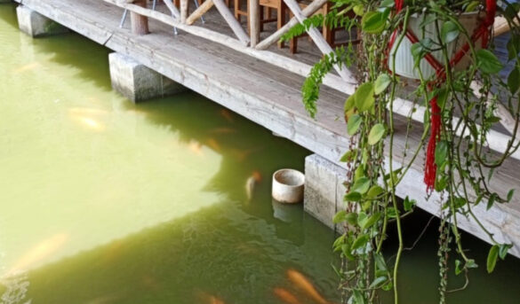 Excursión a Bonao: puedes pescar en estanque de parador