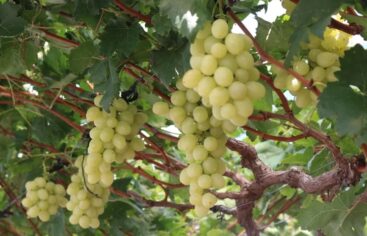Empieza en Baní cosecha de uvas