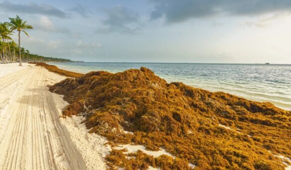 Concurso mundial propuestas sargazo