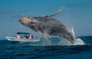 República Dominicana amplía zona protegida para conservación de las ballenas jorobadas