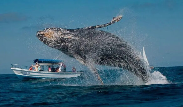 República Dominicana amplía zona protegida para conservación de las ballenas jorobadas