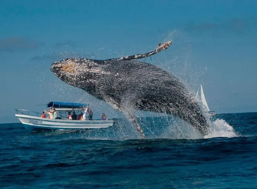 República Dominicana amplía zona protegida para conservación de las ballenas jorobadas