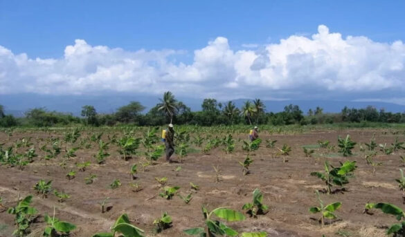 FAO ayuda a zona de Pedernales con agricultura para el turismo