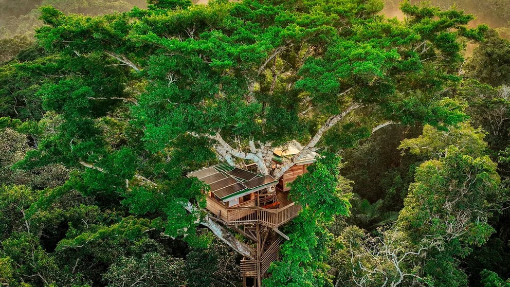 En medio de la selva tropical: así es la casa en el árbol más alta del Amazonas