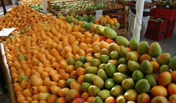 ¡Mango dominicano en auge! Exportaciones se disparan un 30%