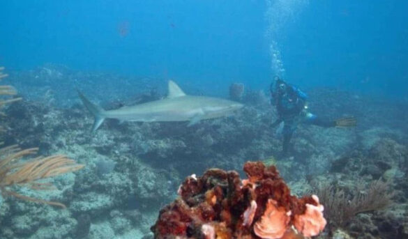 Buceando con los tiburones en República Dominicana un modelo de turismo sostenible