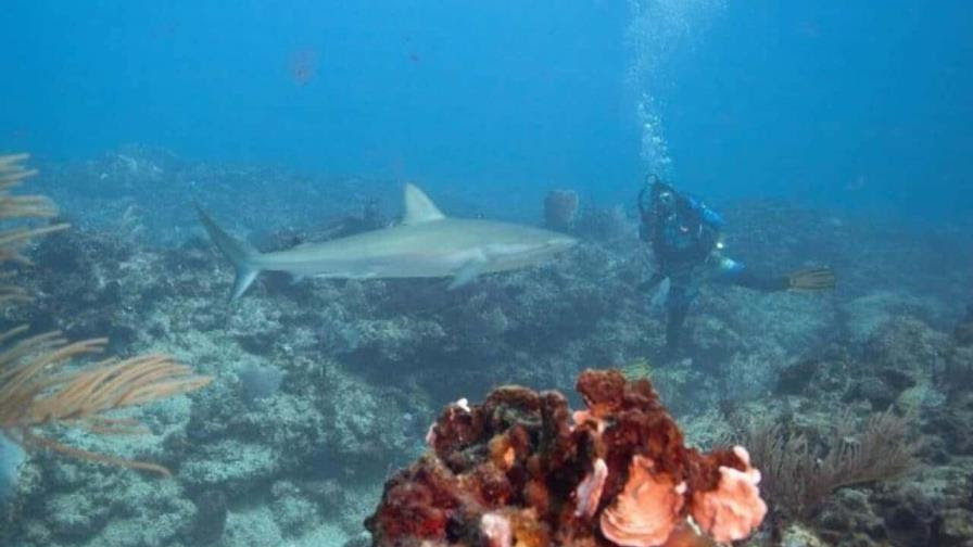 Buceando con los tiburones en República Dominicana un modelo de turismo sostenible