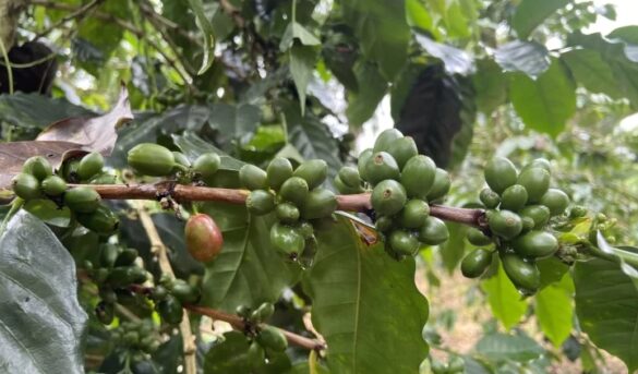 Polo, destino que despierta el paladar de los turistas con una taza cafetera
