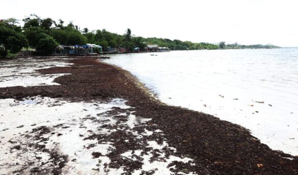Sargazo también invade playa turístico municipio Boca Chica