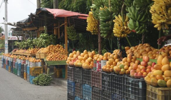 Clausuran en Baní el festival de la cosecha del mango