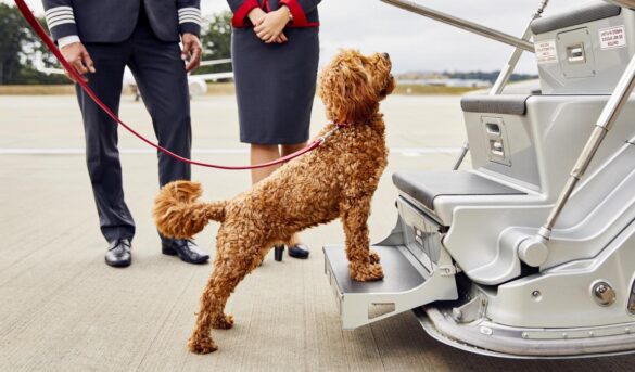 Inauguran vuelos privados para mascotas