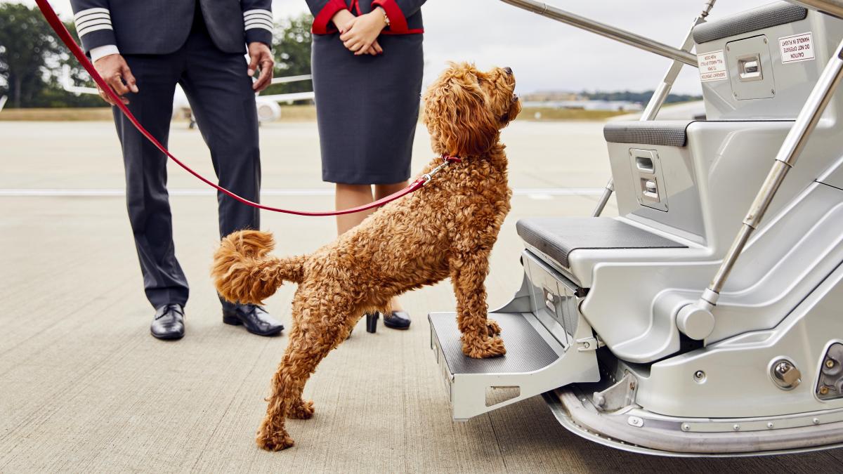 Inauguran vuelos privados para mascotas