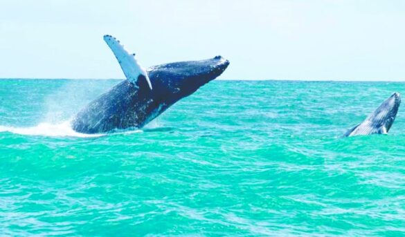 ¿Conoces tu país? Haz turismo en República Dominicana