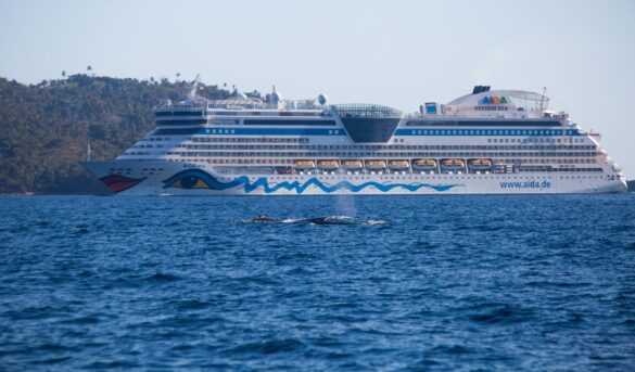 ¿Ballenas jorobadas o cruceros? Batalla de colosos del mar en Samaná