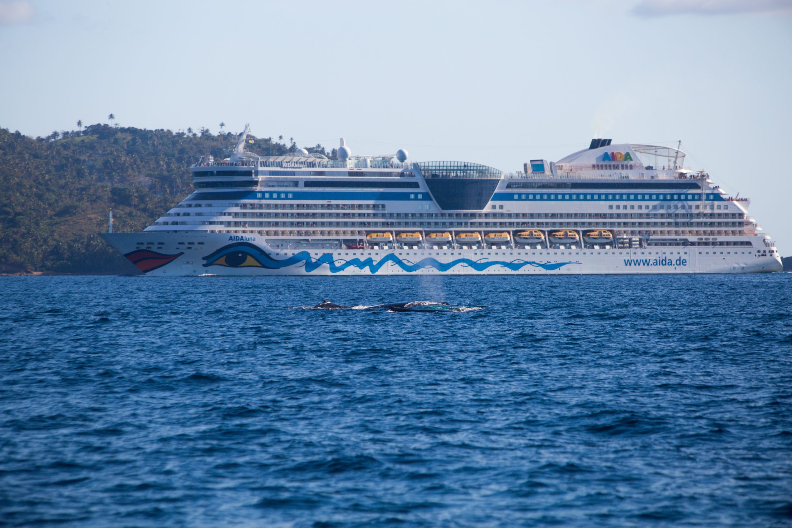 ¿Ballenas jorobadas o cruceros? Batalla de colosos del mar en Samaná