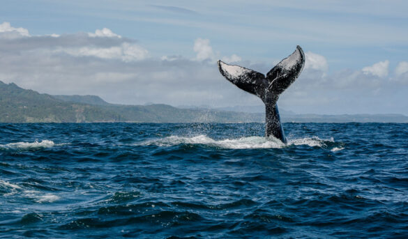 Siete joyas turísticas en la República Dominicana